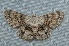 Myrioblephara pallibasis