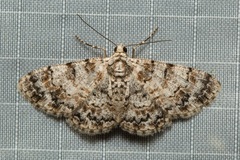 Myrioblephara