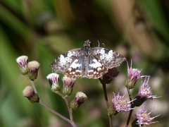 Chiomara asychis