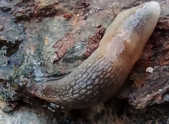 Krynickillus melanocephalus