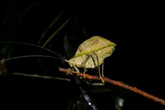Anommatoptera