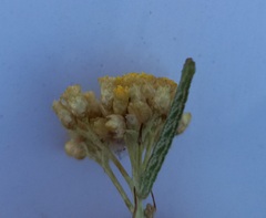 Microloxia herbaria
