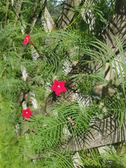 Ipomoea × multifida