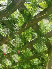 Ipomoea × multifida