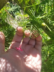 Ipomoea × multifida
