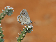 Polyommatus celina