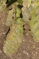 Podosphaera erigerontis-canadensis