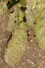 Podosphaera erigerontis-canadensis