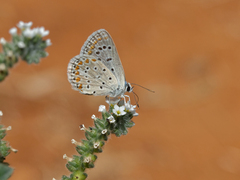Polyommatus celina