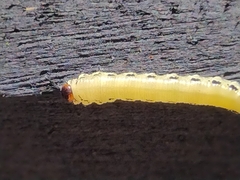 Diprion pini