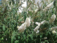 Macroglossum stellatarum
