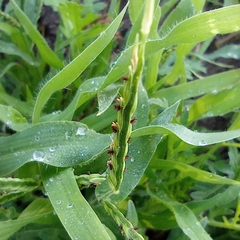 Poaceae