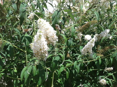 Macroglossum stellatarum