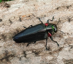 Belionota prasina