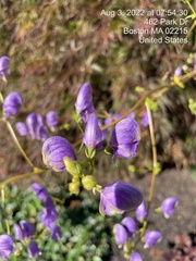 Aconitum carmichaelii