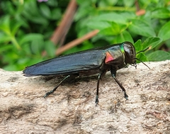 Belionota prasina