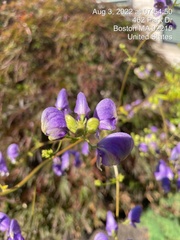 Aconitum carmichaelii