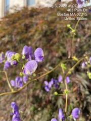 Aconitum carmichaelii