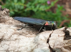 Belionota prasina