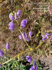 Aconitum carmichaelii