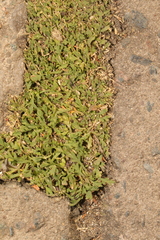 Lepidium coronopus