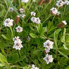 Phyla nodiflora