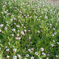 Phyla nodiflora