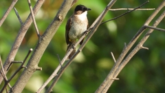 Pycnonotus xanthorrhous