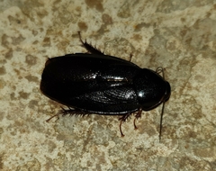 Pycnoscelus nigra