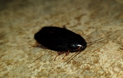 Pycnoscelus nigra