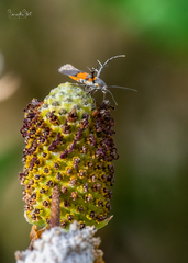 Aetole unipunctella
