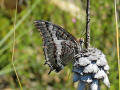 Charaxes pelias