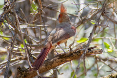 Cardinalis cardinalis superbus