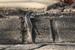 Gerrhosaurus nigrolineatus