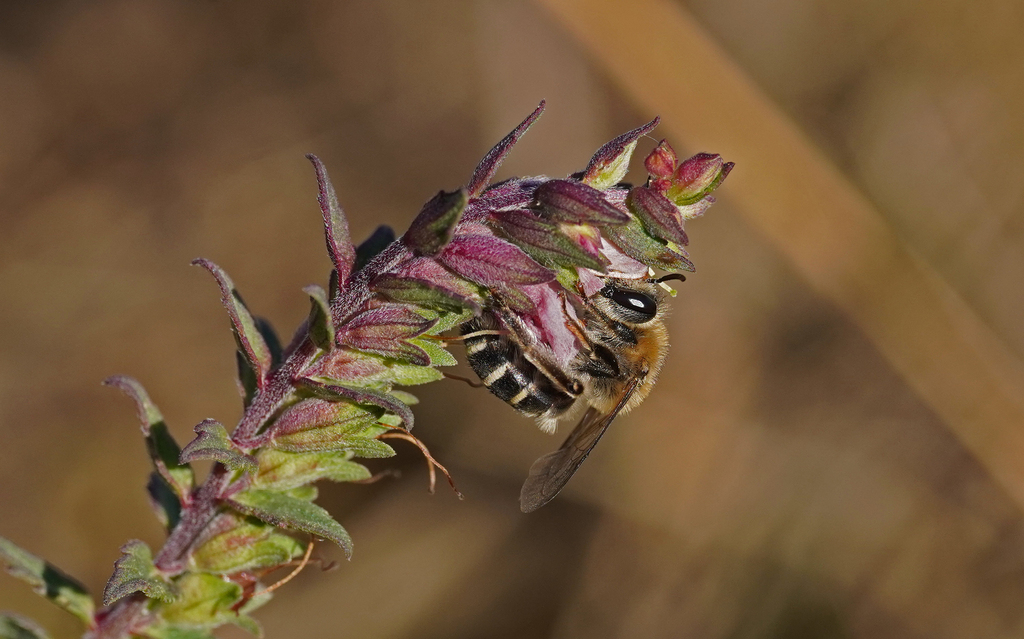 Red Bartsia Blunthorn Bee