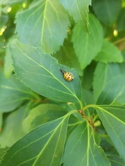 Harmonia axyridis