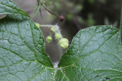 Microsechium helleri