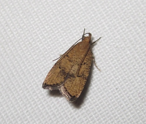 Oak Leaftier Moth (Psilocorsis quercicella) · iNaturalist