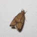 Oak Leaftier Moth - Photo (c) Kurtis Himmler, some rights reserved (CC BY-NC), uploaded by Kurtis Himmler