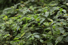 Pilea bambuseti image