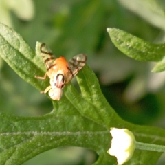 Zonosemata vittigera