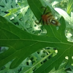 Zonosemata vittigera