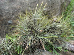 Tillandsia schiedeana