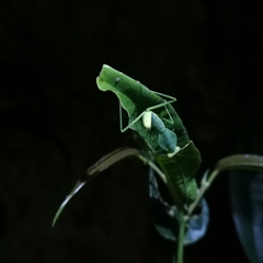 Rhombodera latipronotum
