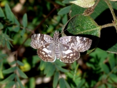Chiomara asychis