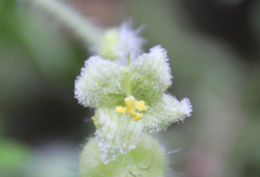 Microsechium helleri