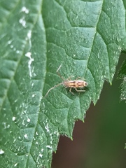 Entomobrya muscorum
