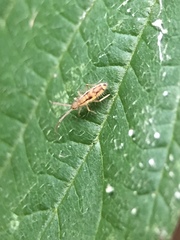 Entomobrya muscorum