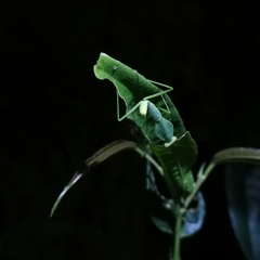 Rhombodera latipronotum