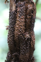 Alsophila manniana image